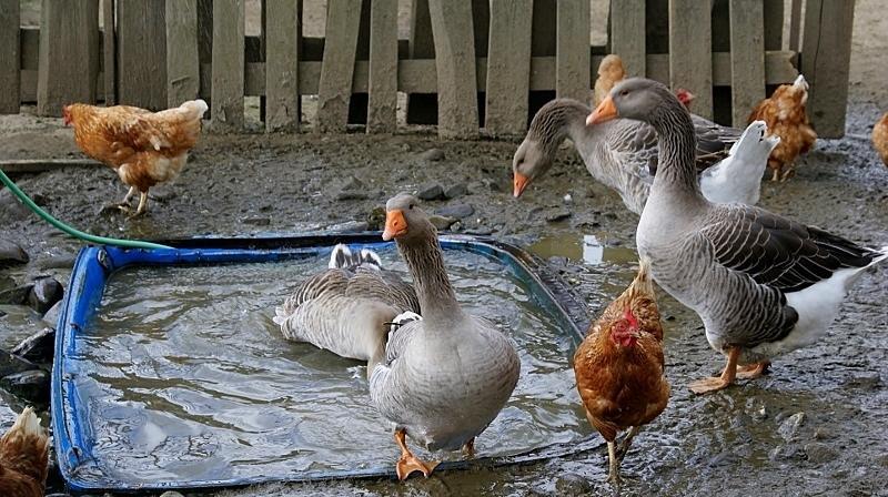 Penzion Zlatny Potok Mutne Bagian luar foto